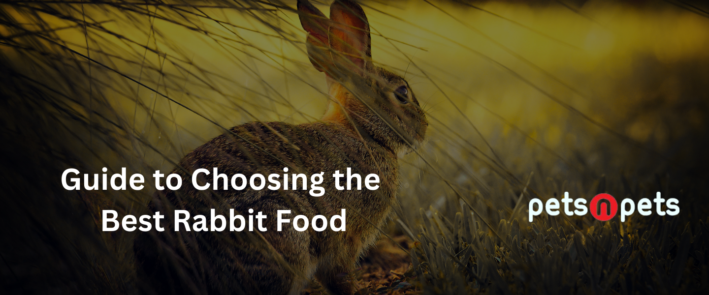 The Ultimate Guide to Choosing the Best Rabbit Food: PetsLife Recommendations
