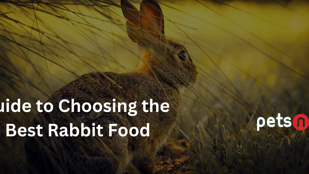 The Ultimate Guide to Choosing the Best Rabbit Food: PetsLife Recommendations