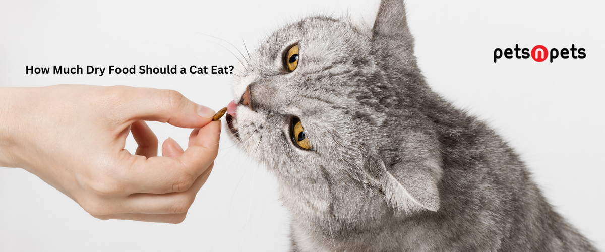 How Much Dry Food Should a Cat Eat? PetsNPets Store