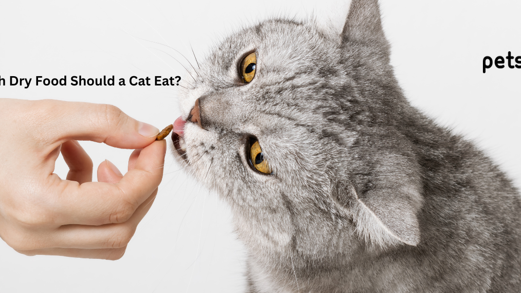 How Much Dry Food Should a Cat Eat?